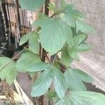 Hibiscus sabdariffa Leaf