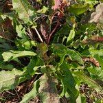 Rumex patientia Blad