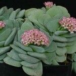 Crassula perfoliata Hábito