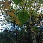 Betula populifolia Leaf