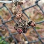 Rubus elegantispinosus Hedelmä