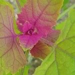 Chenopodium giganteum Blatt