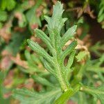 Senecio squalidus Folha