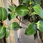 Camellia japonica Φύλλο