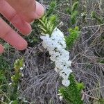 Woollsia pungens Flower