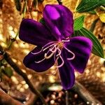 Tibouchina urvilleana Çiçek