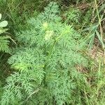 Peucedanum palustre Leaf