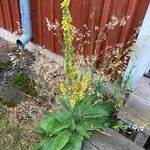 Verbascum nigrumFiore