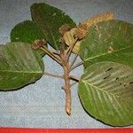 Coussapoa villosa Annet