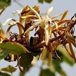 Pterospermum acerifolium Blüte