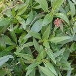 Valeriana rubra Leaf