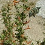 Anisacanthus thurberi Hábito