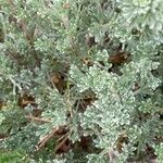 Artemisia caerulescens Hostoa