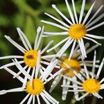 Boltonia asteroides 花