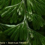 Hymenophyllum tunbrigense Blad