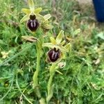 Ophrys sphegodes Květ