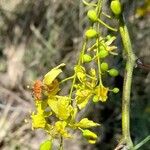 Parkinsonia aculeata Λουλούδι