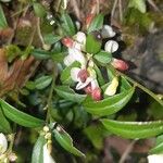 Polygala chamaebuxusFlower