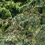 Diospyros polystemon Yeri