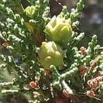 Chamaecyparis thyoides Fruit
