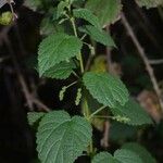 Urtica morifolia Leaf