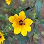 Bidens aristosa Květ