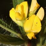 Eriosema crinitum 花
