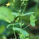 Hypericum mutilum Habit