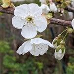 Prunus × gondouinii Blüte