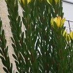 Leucadendron laureolum ফুল