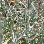 Xeranthemum cylindraceum Hoja