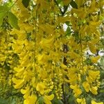 Laburnum alpinumKvet