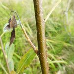 Salix hookeriana Кора