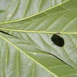 Angostura granulosa Hoja