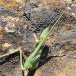 Erodium ciconium ᱡᱚ