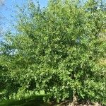 Quercus virginiana عادت داشتن