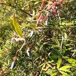 Berberis veitchii Fruit