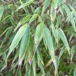 Phyllostachys nigraBlatt