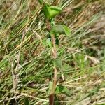 Commelina africana Habit