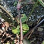 Cyanotis axillaris Ŝelo