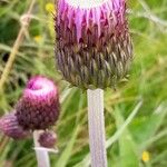 Cirsium heterophyllum Õis