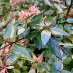 Abelia x grandiflora Ліст