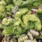Euphorbia lactea Habitatea