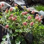 Geum reptans Fiore