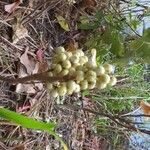 Toxicodendron rydbergii Fruit