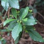 Voacanga africana Blad