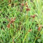 Juncus acutiflorus Habit