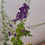 Duranta erecta Λουλούδι