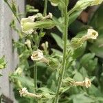 Nicotiana quadrivalvis Flor