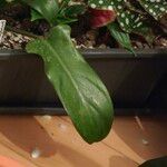 Philodendron panduriforme Leaf